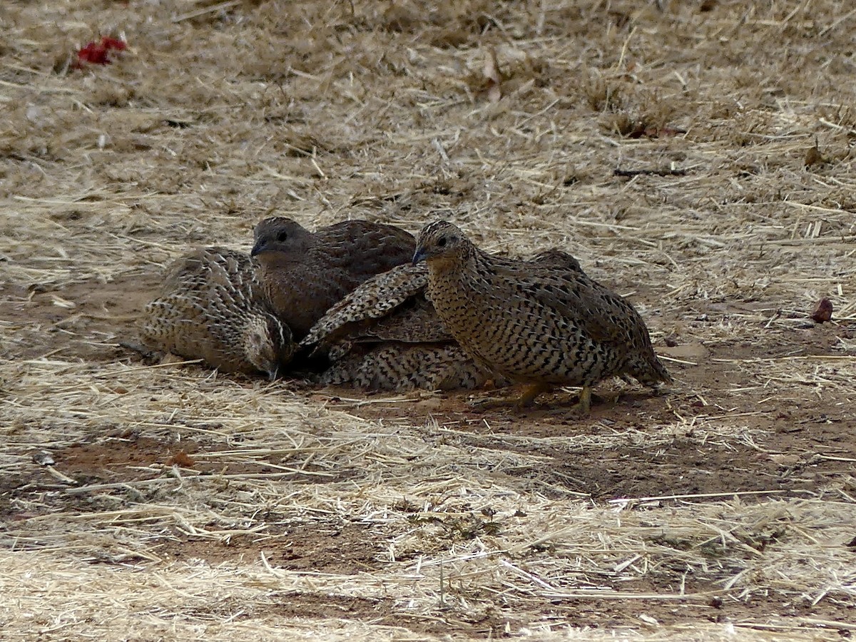 Brown Quail - ML642698828