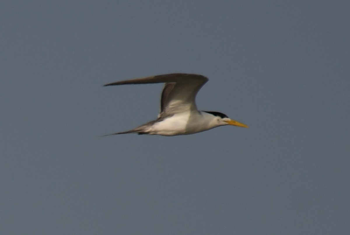 Great Crested Tern - ML642698833
