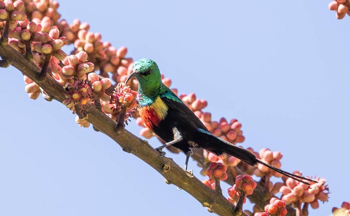 Gorgeous Sunbird - ML642698834