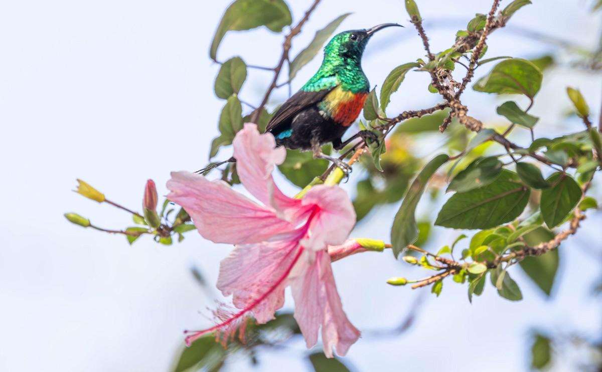 Gorgeous Sunbird - ML642698835