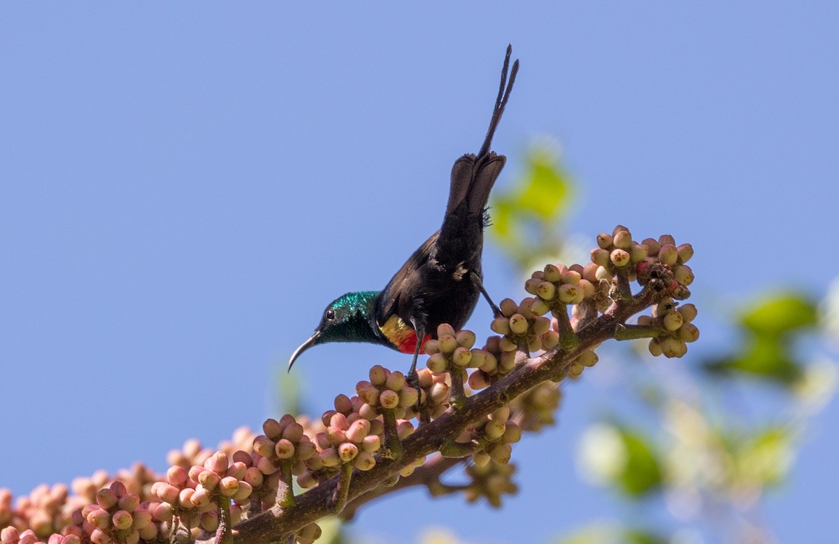 Gorgeous Sunbird - ML642698836