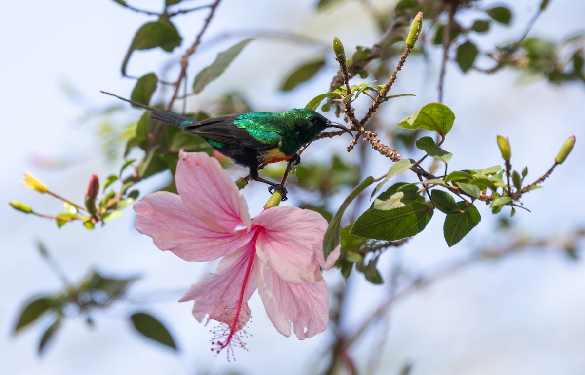 Gorgeous Sunbird - ML642698837