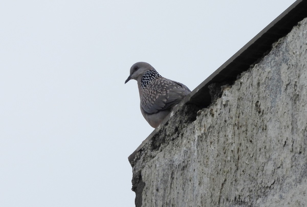 Spotted Dove - ML642698841