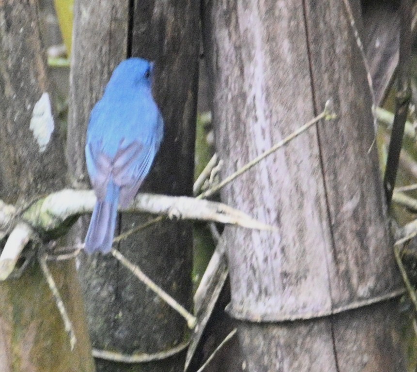 Papamoscas de Los Nilgiri - ML642698842
