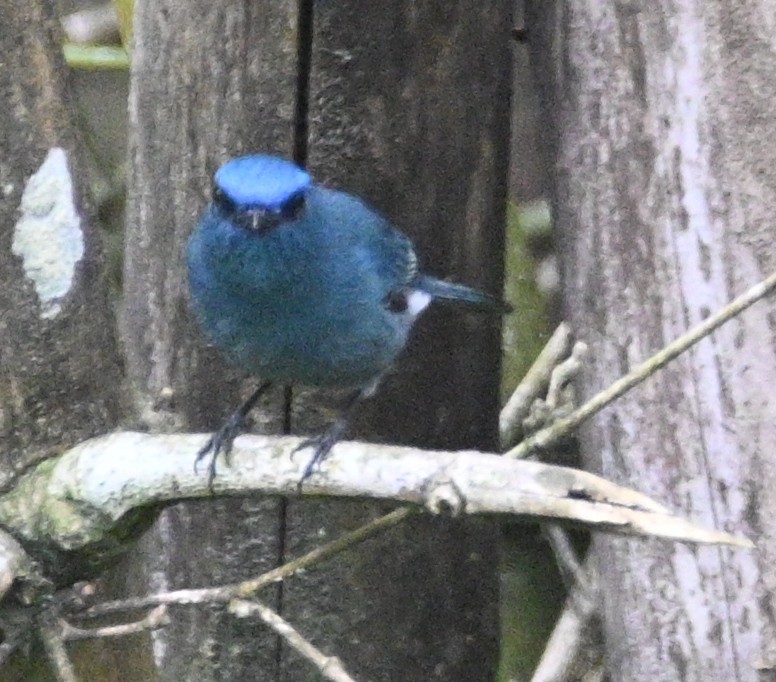 Papamoscas de Los Nilgiri - ML642698843