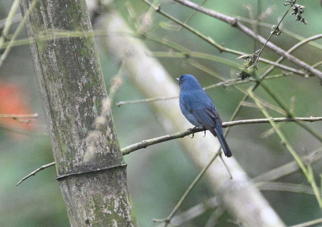 Papamoscas de Los Nilgiri - ML642698845