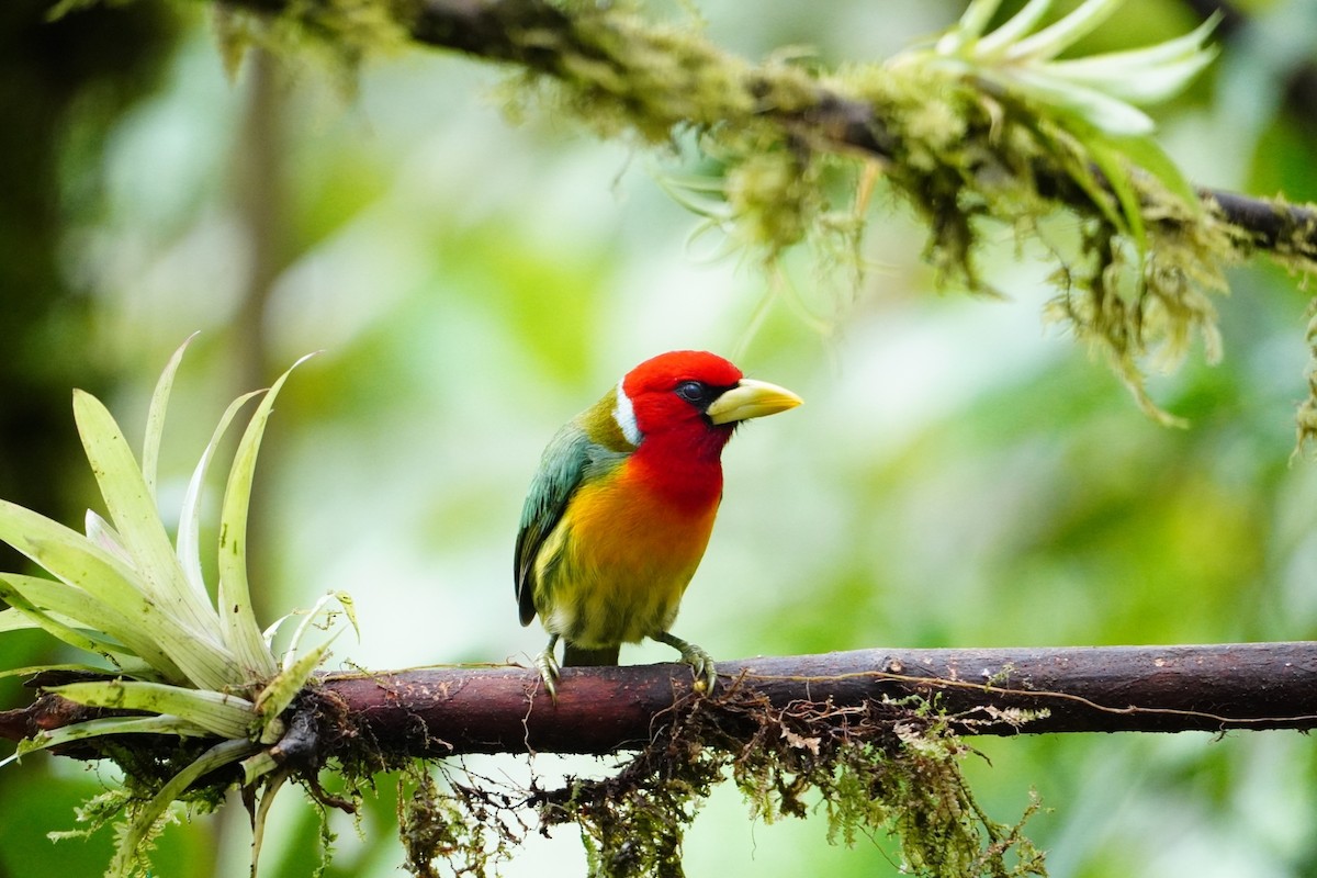 Red-headed Barbet - ML642698846