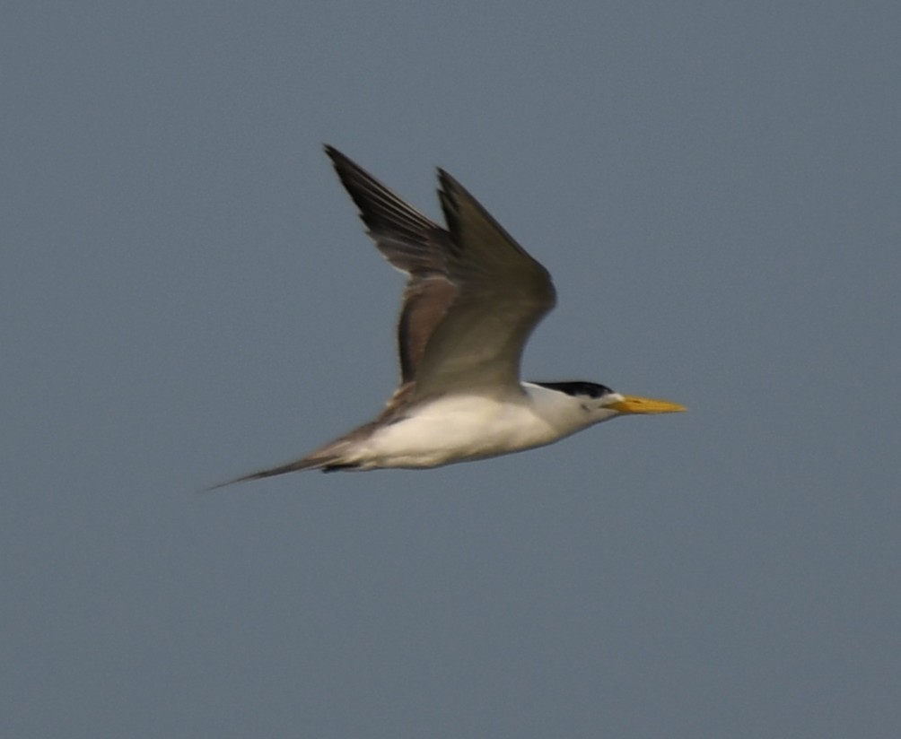 Great Crested Tern - ML642698853