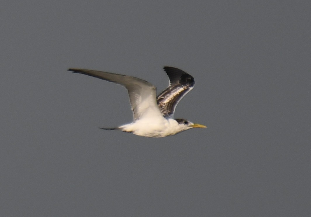 Great Crested Tern - ML642698868