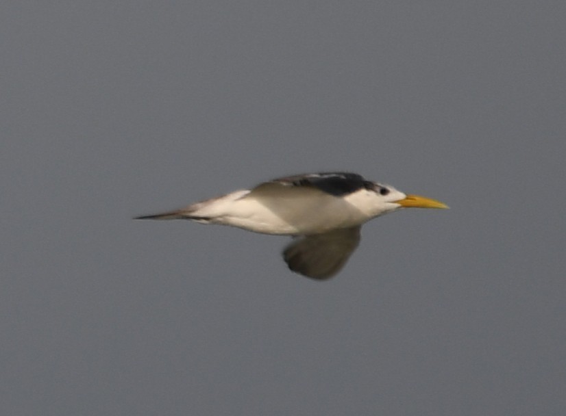 Great Crested Tern - ML642698872