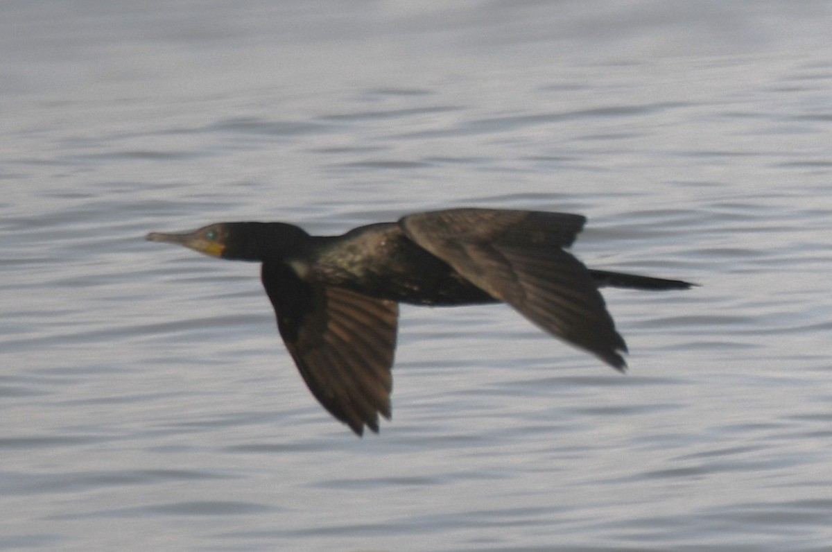 Indian Cormorant - ML642698890