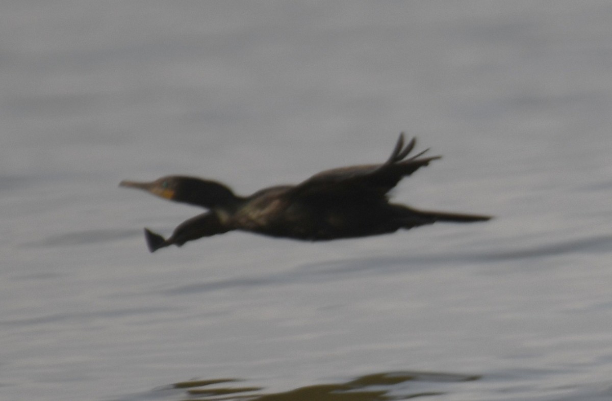 Indian Cormorant - ML642698903