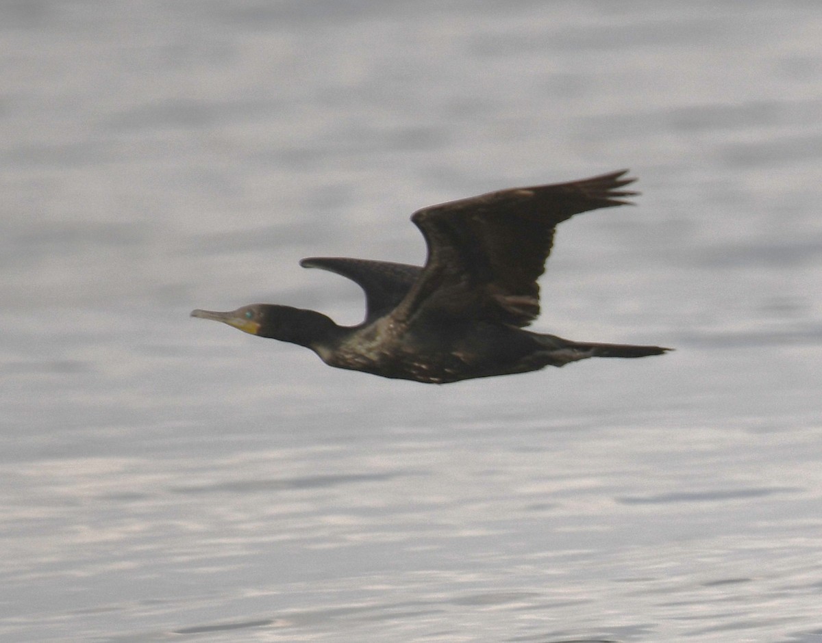 Indian Cormorant - ML642698913