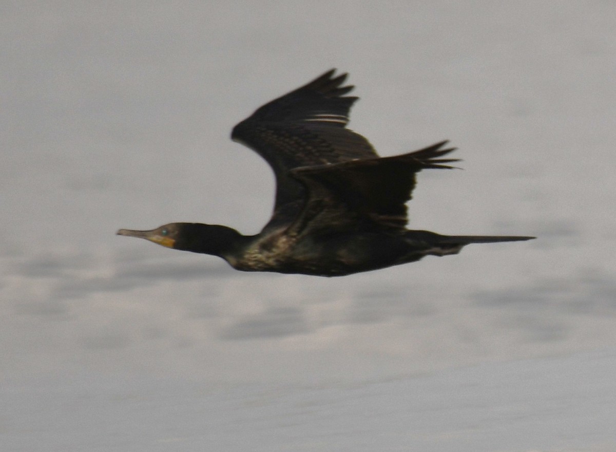 Indian Cormorant - ML642698918