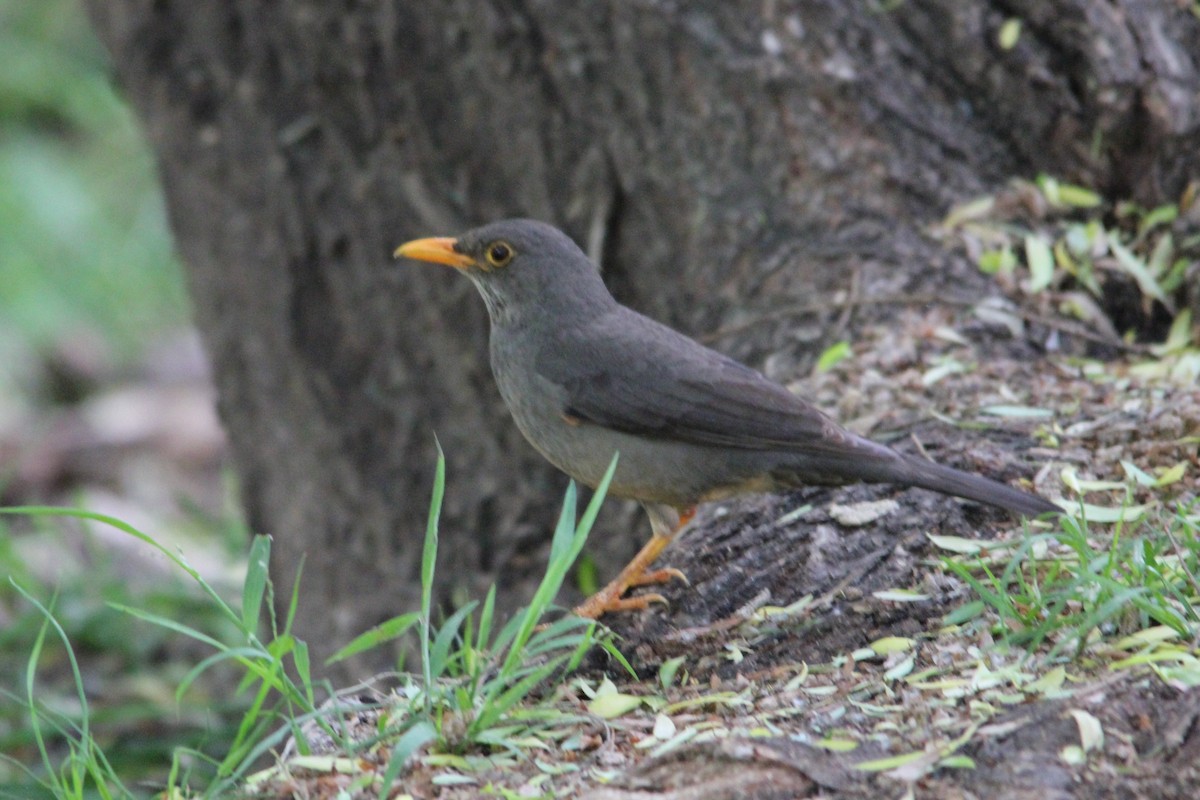 Karoo Thrush - ML642698920