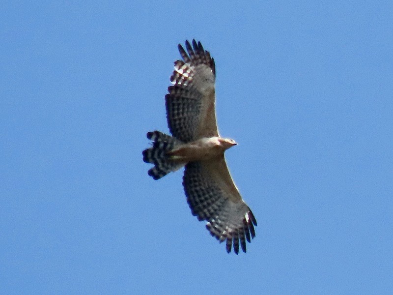 Mountain Hawk-Eagle - ML642698922