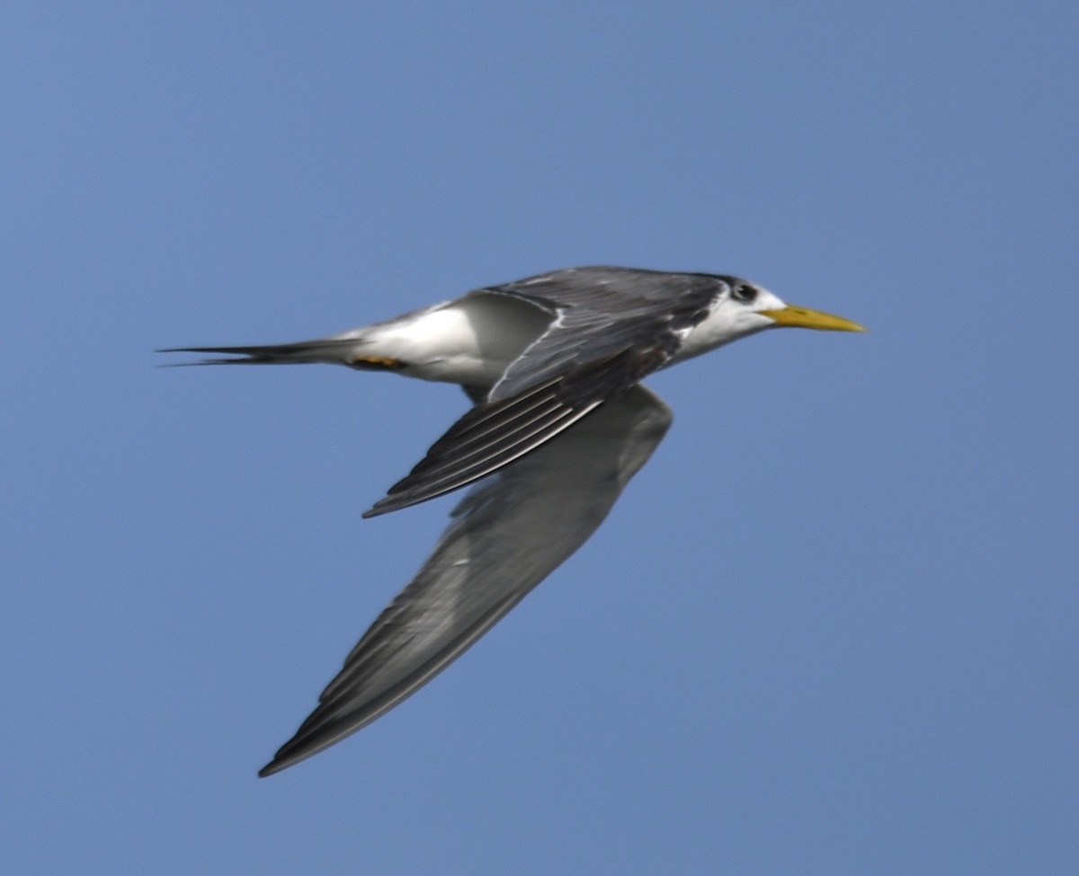 Great Crested Tern - ML642698938