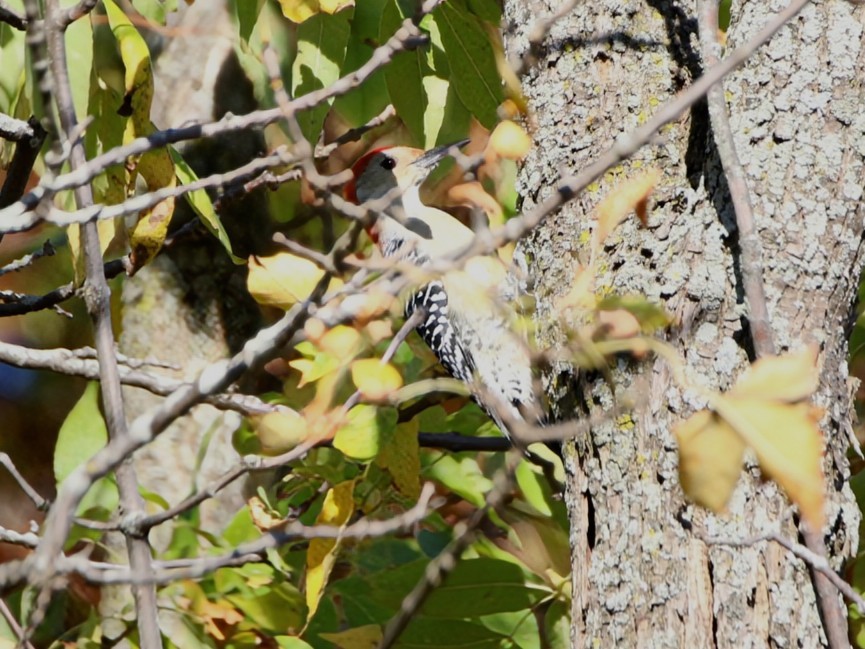 Red-bellied Woodpecker - ML642698939