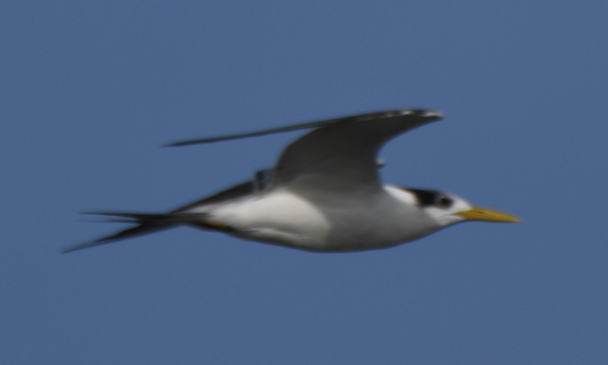 Great Crested Tern - ML642698950