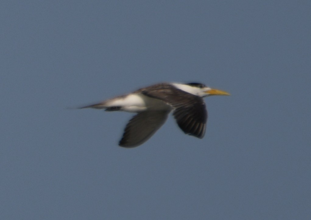 Great Crested Tern - ML642698954