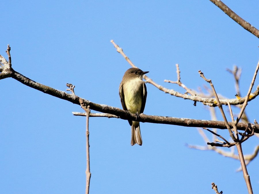 Eastern Phoebe - ML642698958