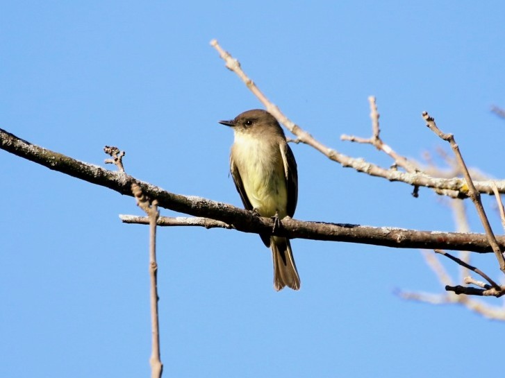 Eastern Phoebe - ML642698959