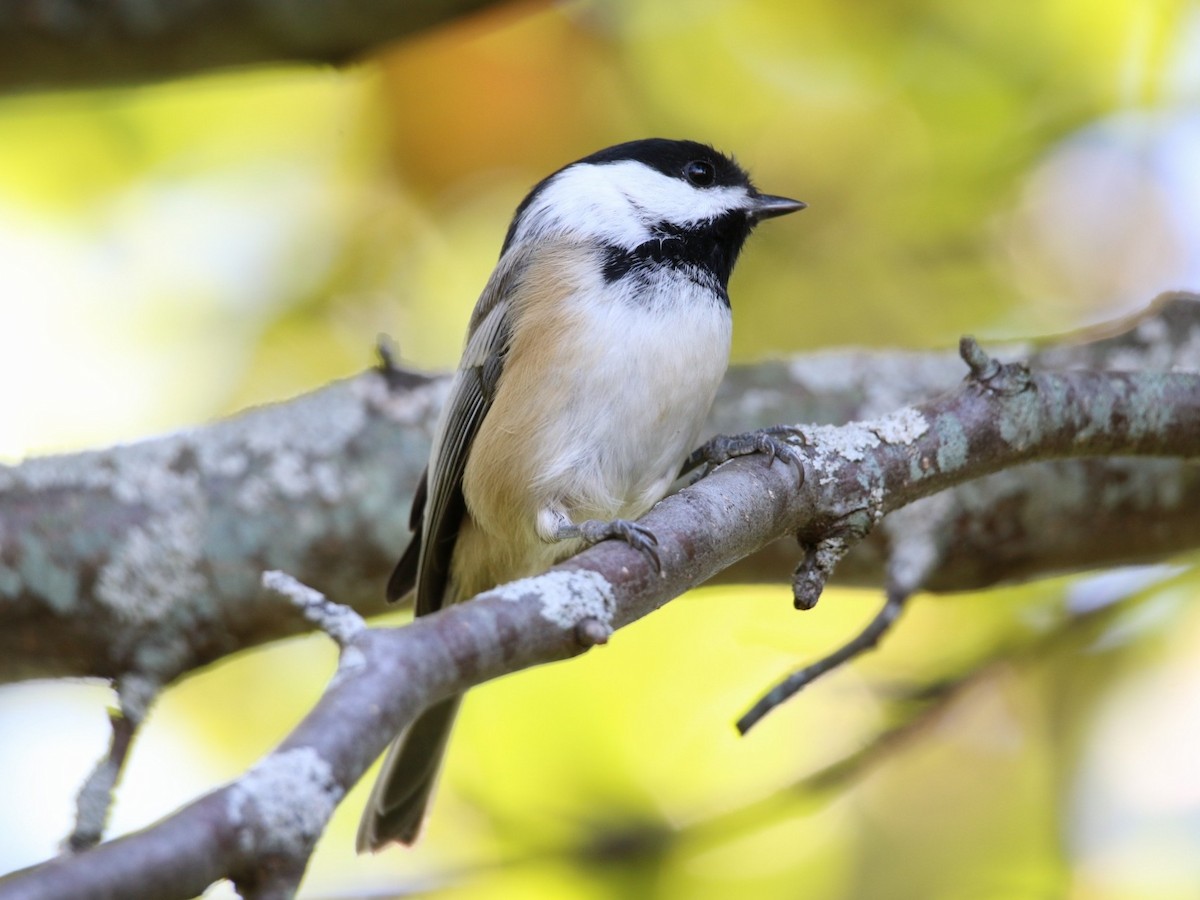 Black-capped Chickadee - ML642698962