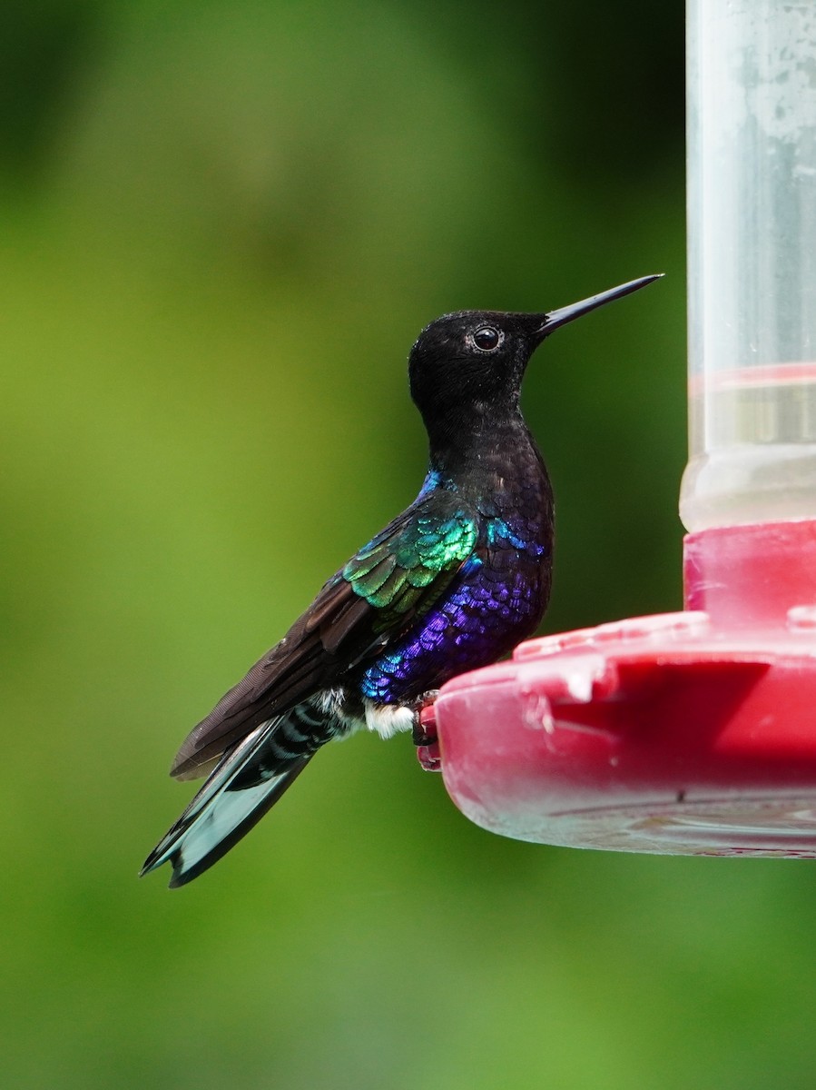 Velvet-purple Coronet - ML642698967