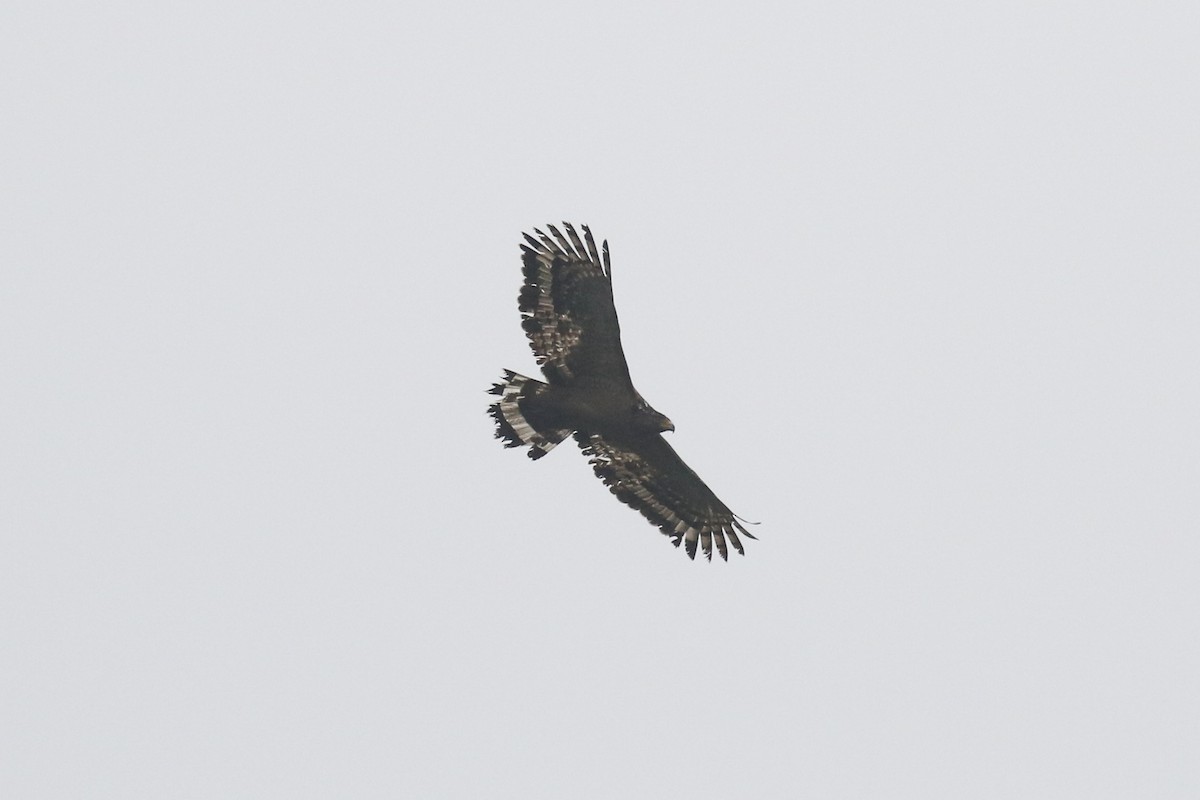Змієїд чубатий - ML642698971