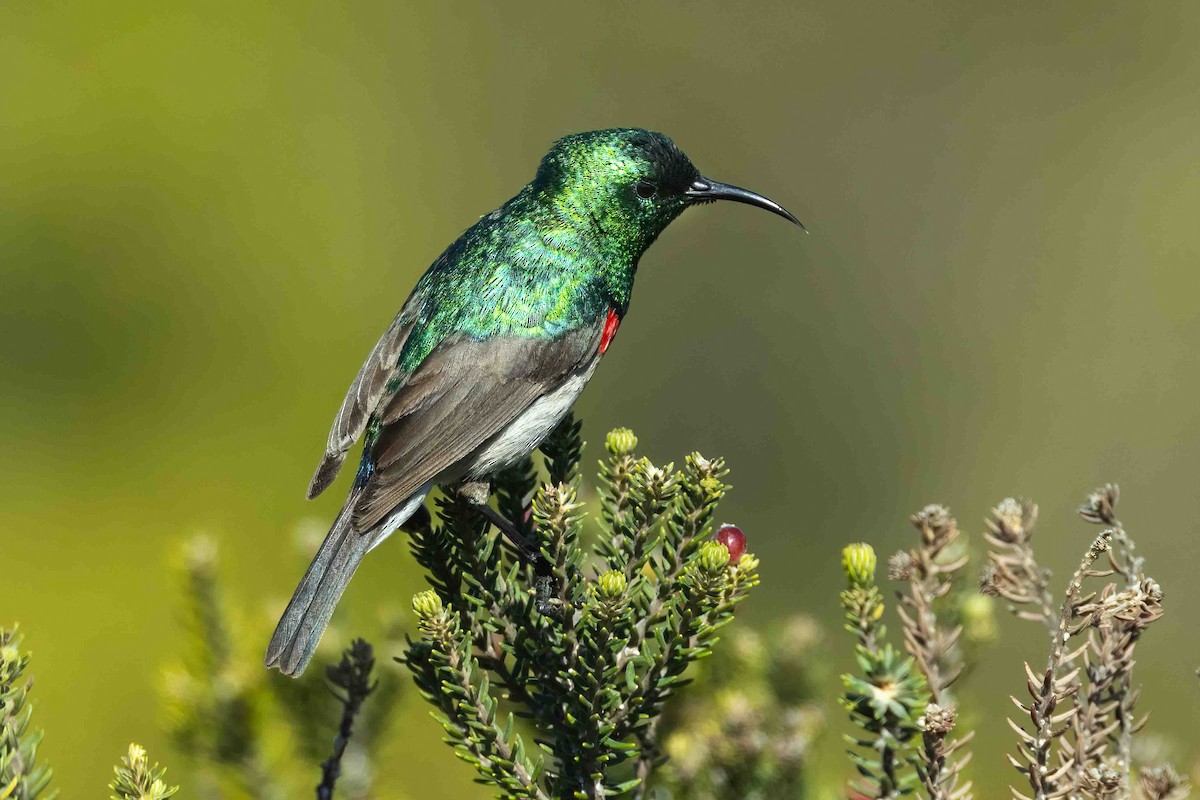 Southern Double-collared Sunbird - ML642698973