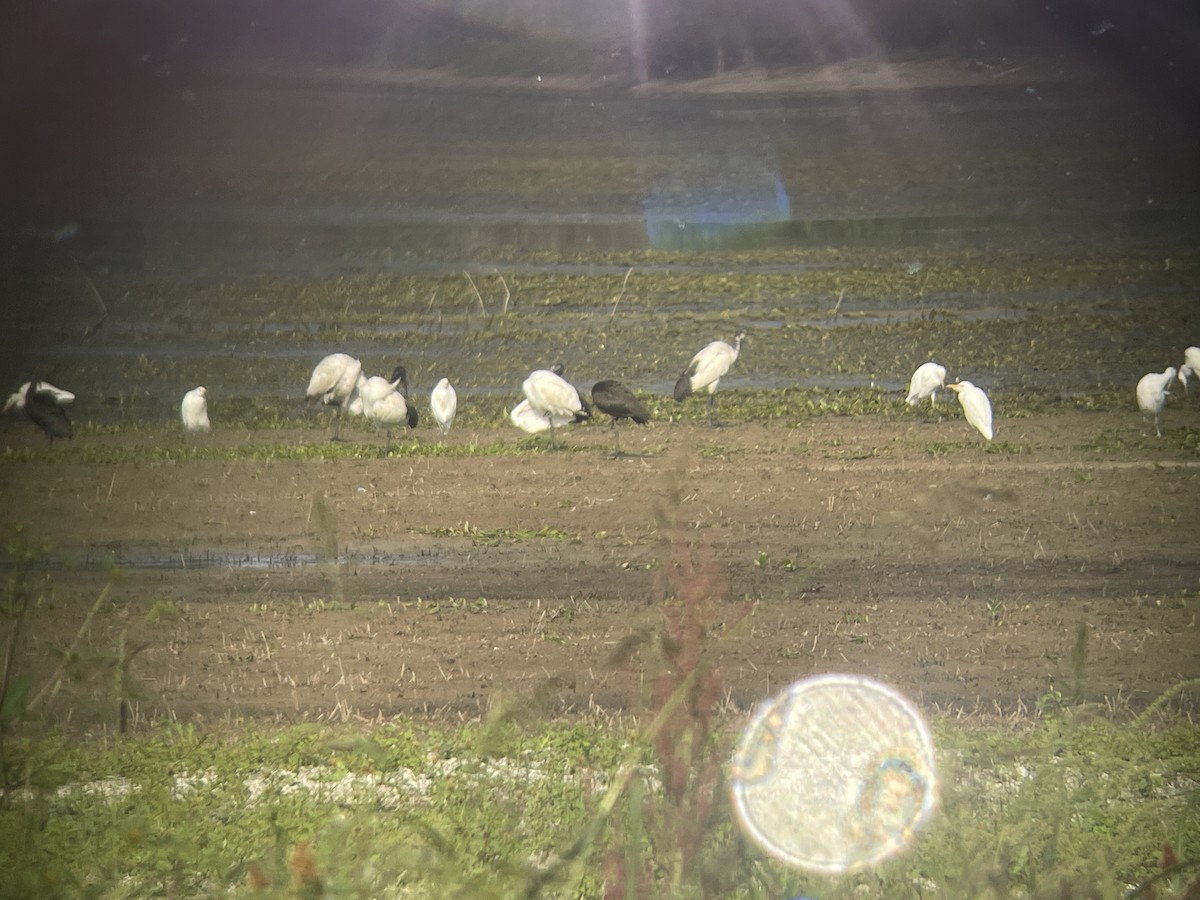Ibis falcinelle - ML642698974