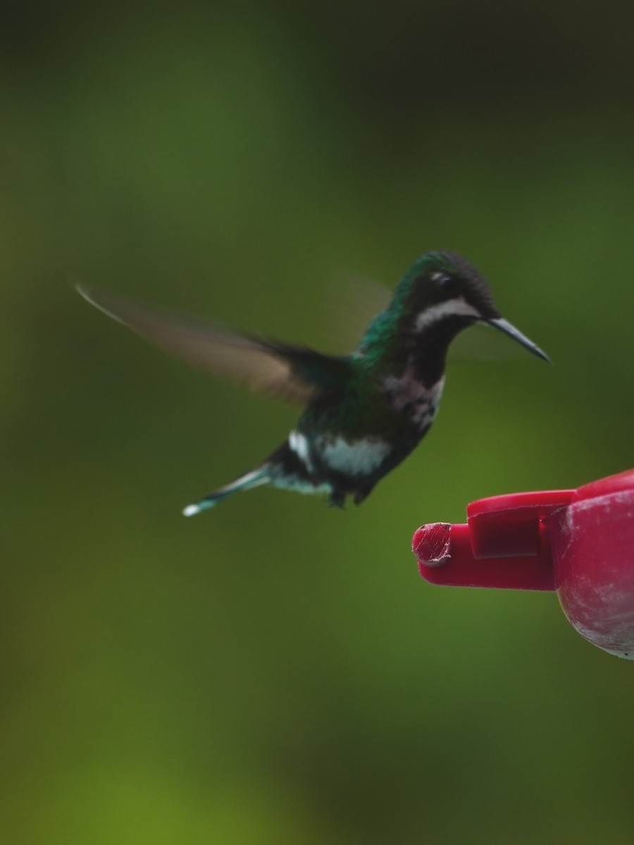 Green Thorntail - ML642698985