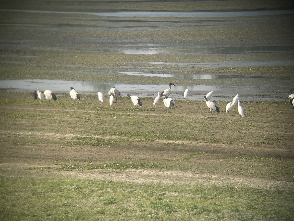 African Sacred Ibis - ML642698986