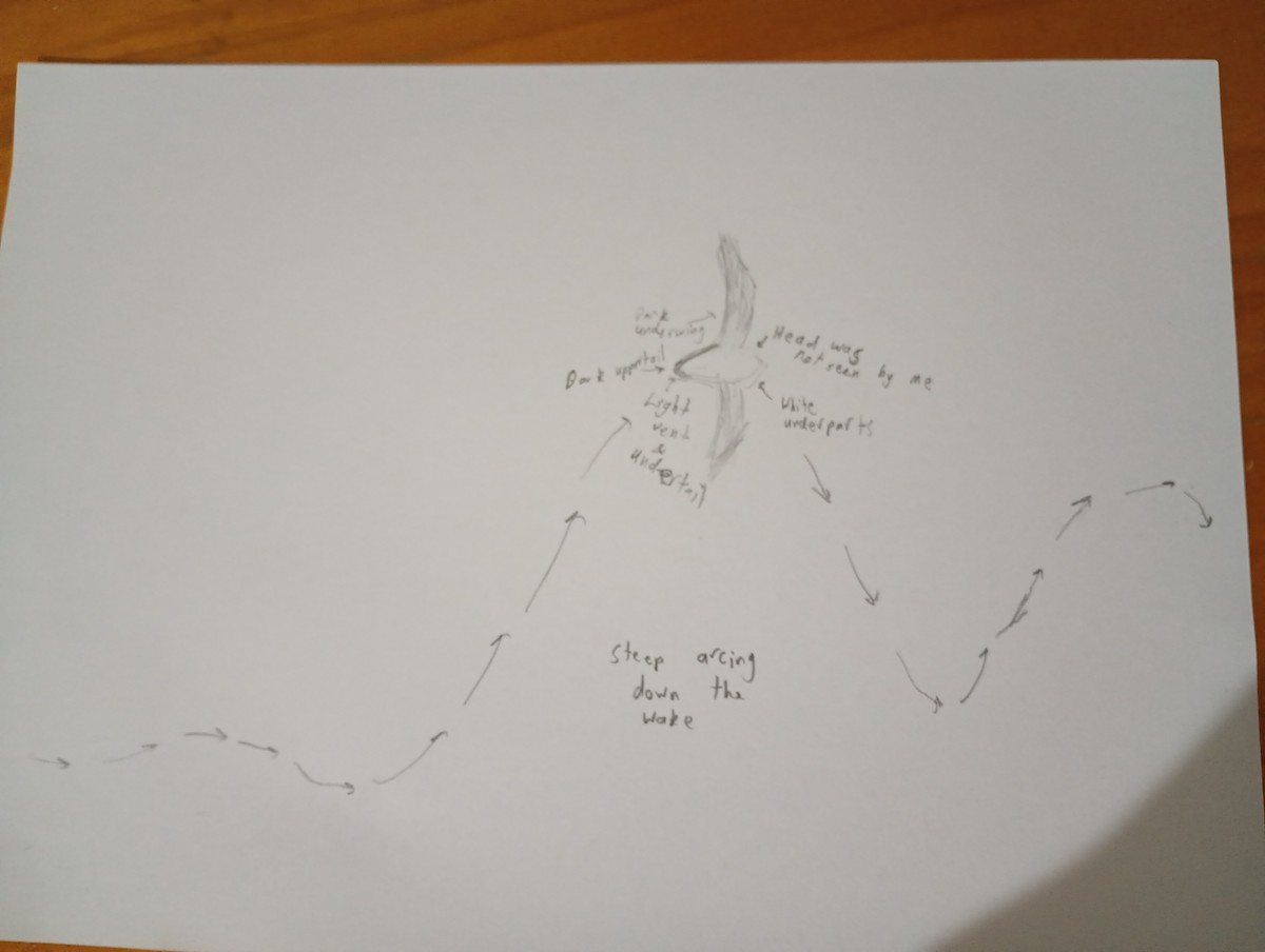 Soft-plumaged Petrel - ML642698999