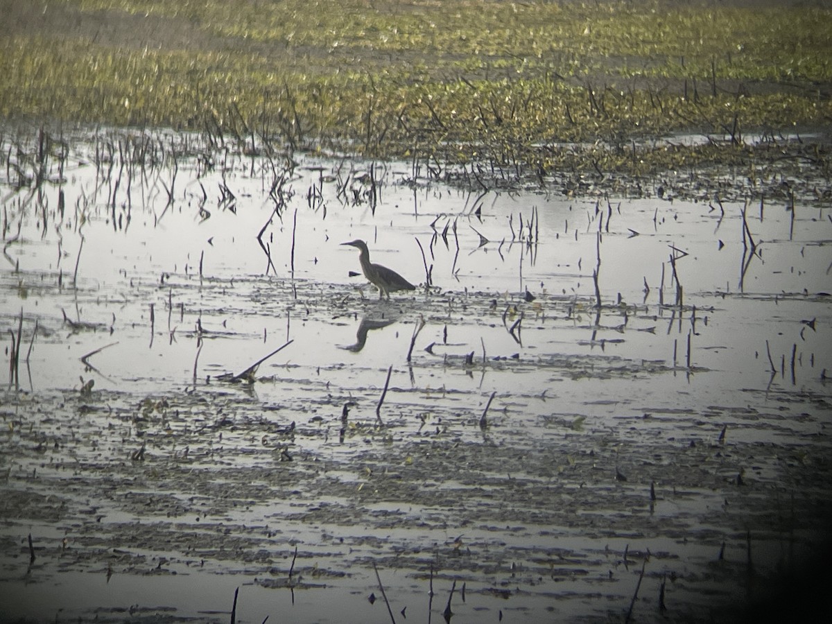 Squacco Heron - ML642699014