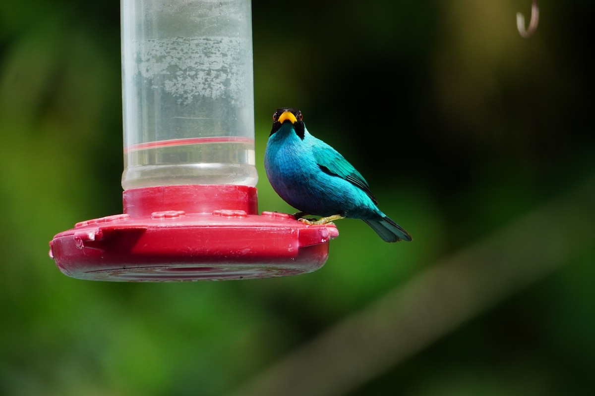 Green Honeycreeper - ML642699015
