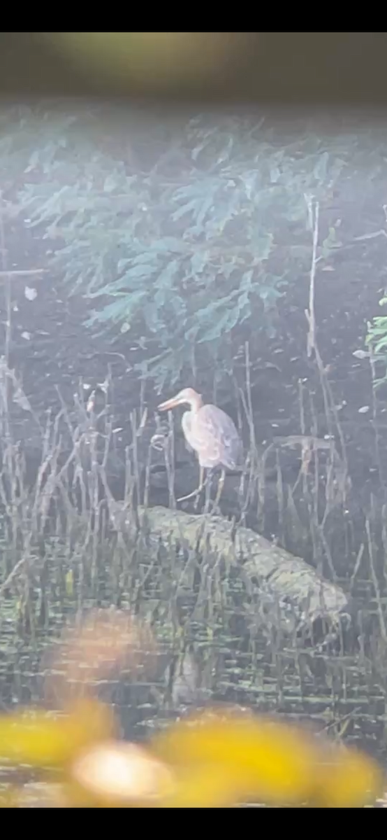 Purple Heron - ML642699018