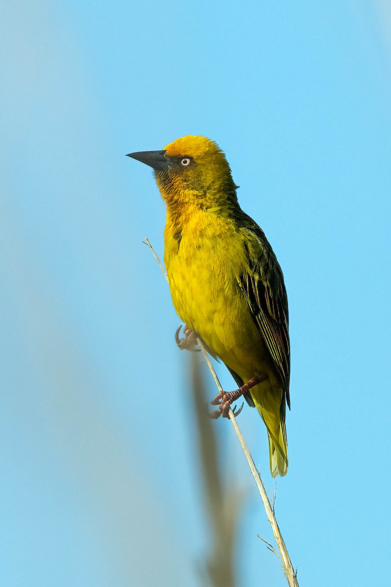 Cape Weaver - ML642699031
