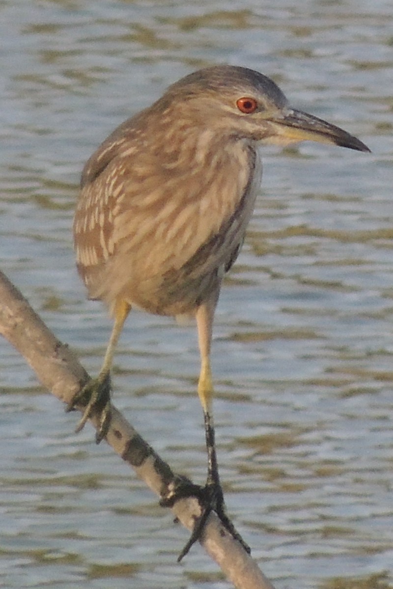 Martinete Común - ML642699067