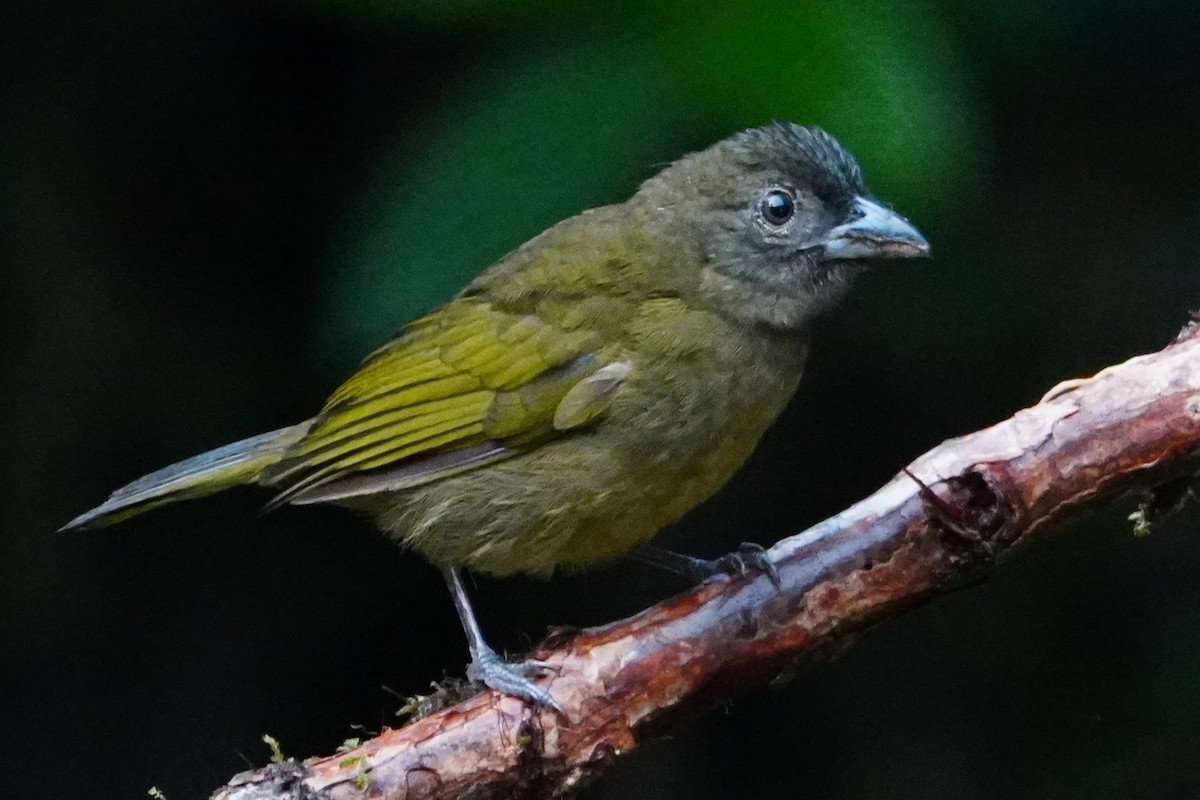 Ochre-breasted Tanager - ML642699075