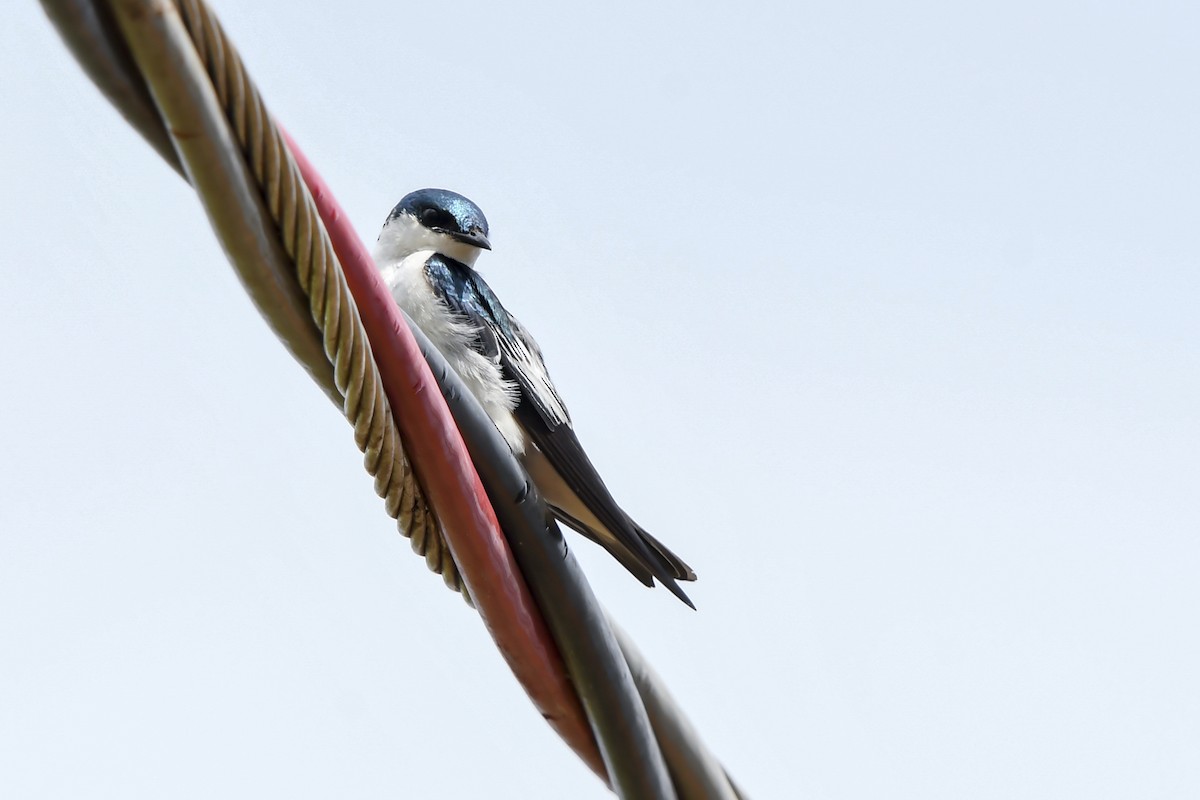 White-winged Swallow - ML642699086