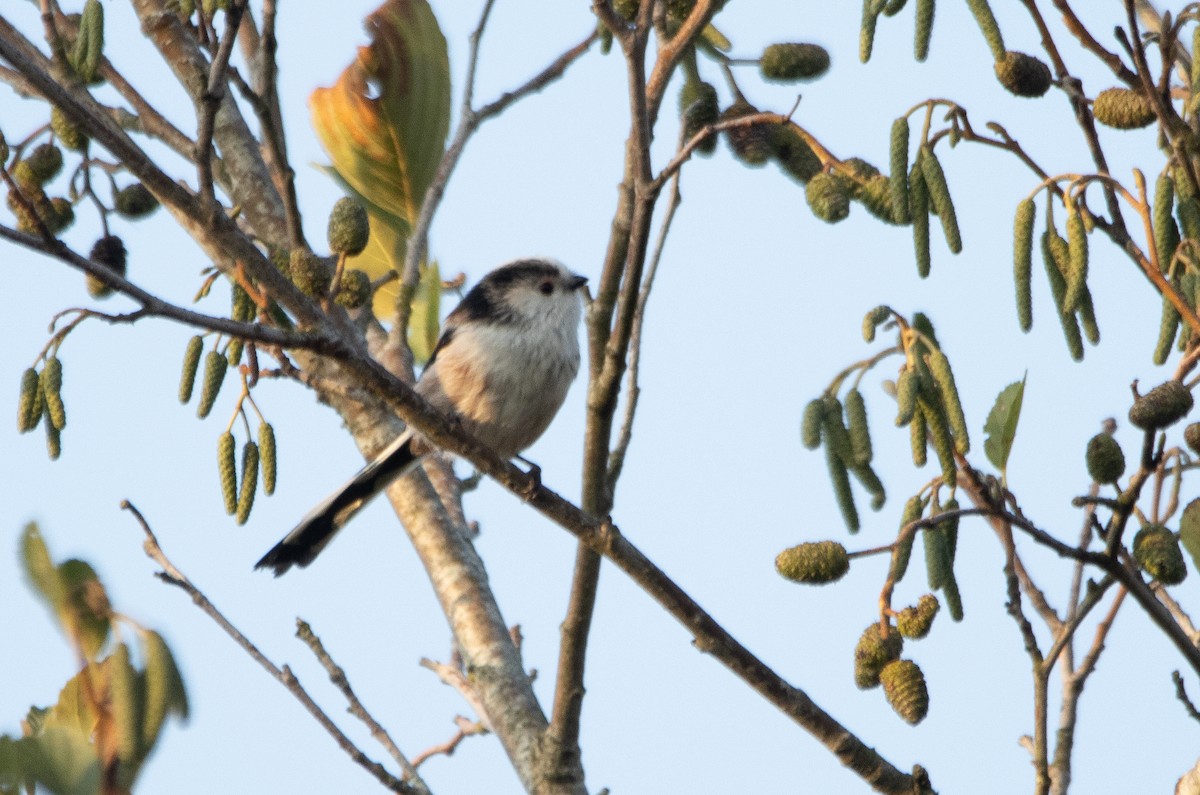 Long-tailed Tit - ML642699087