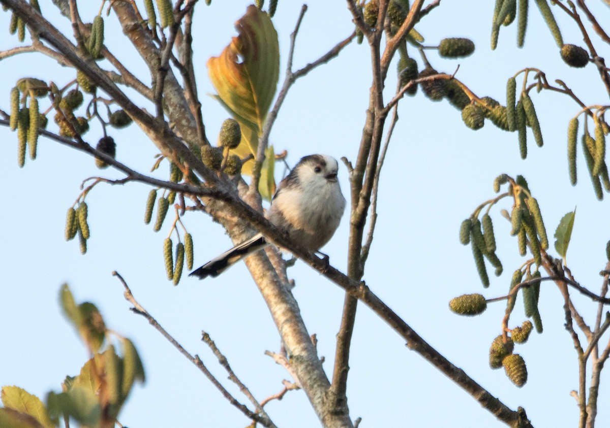 Long-tailed Tit - ML642699088