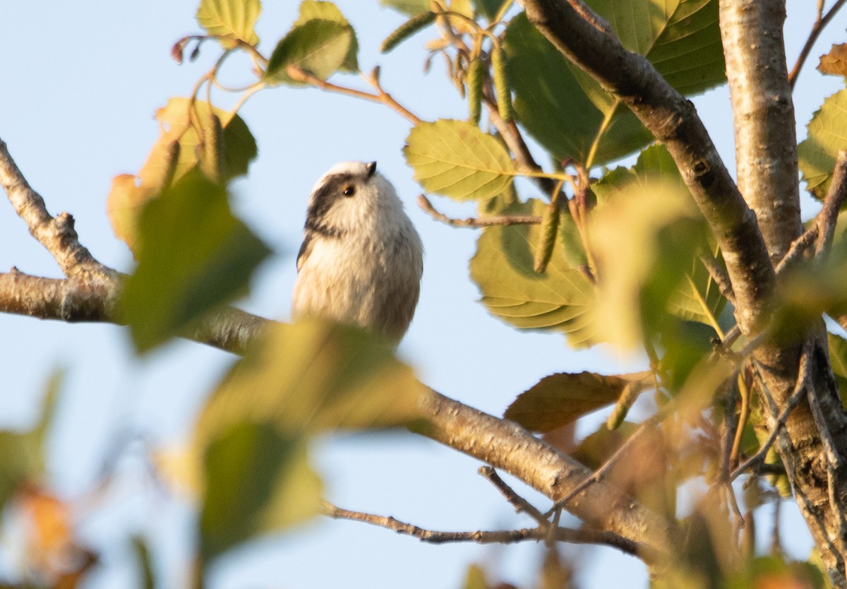 Long-tailed Tit - ML642699089