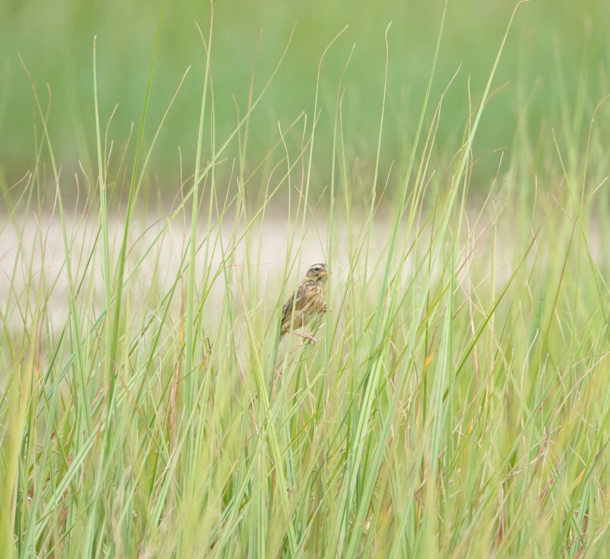 Streaked Weaver - ML642699090