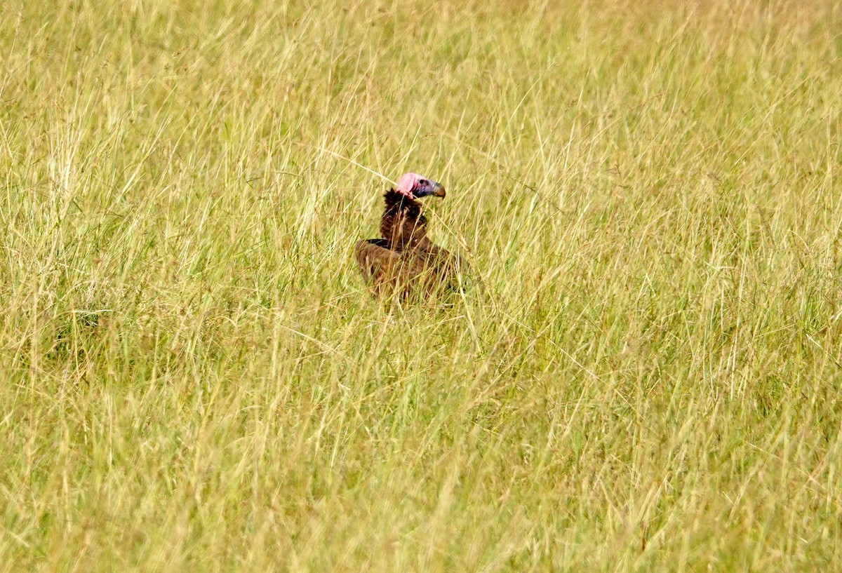 Lappet-faced Vulture - ML642699091