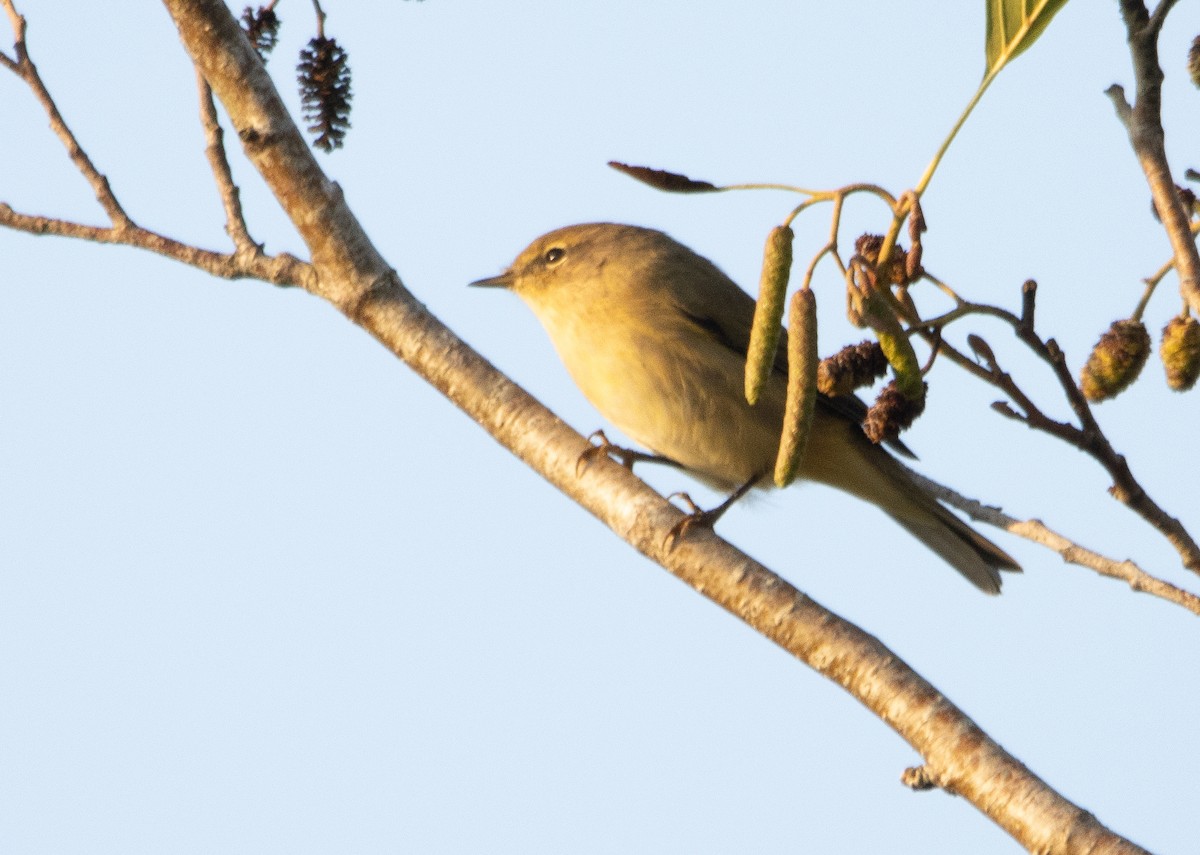 Common Chiffchaff - ML642699093