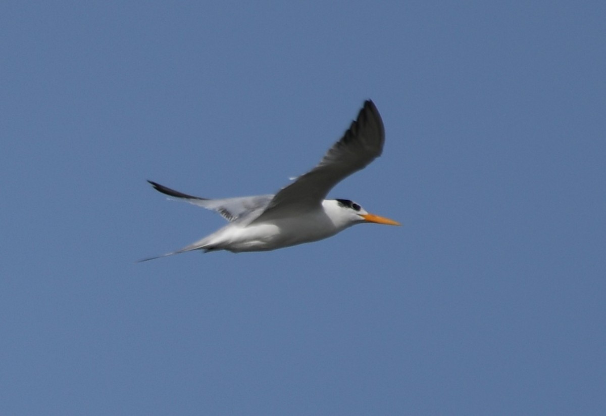 Lesser Crested Tern - ML642699094