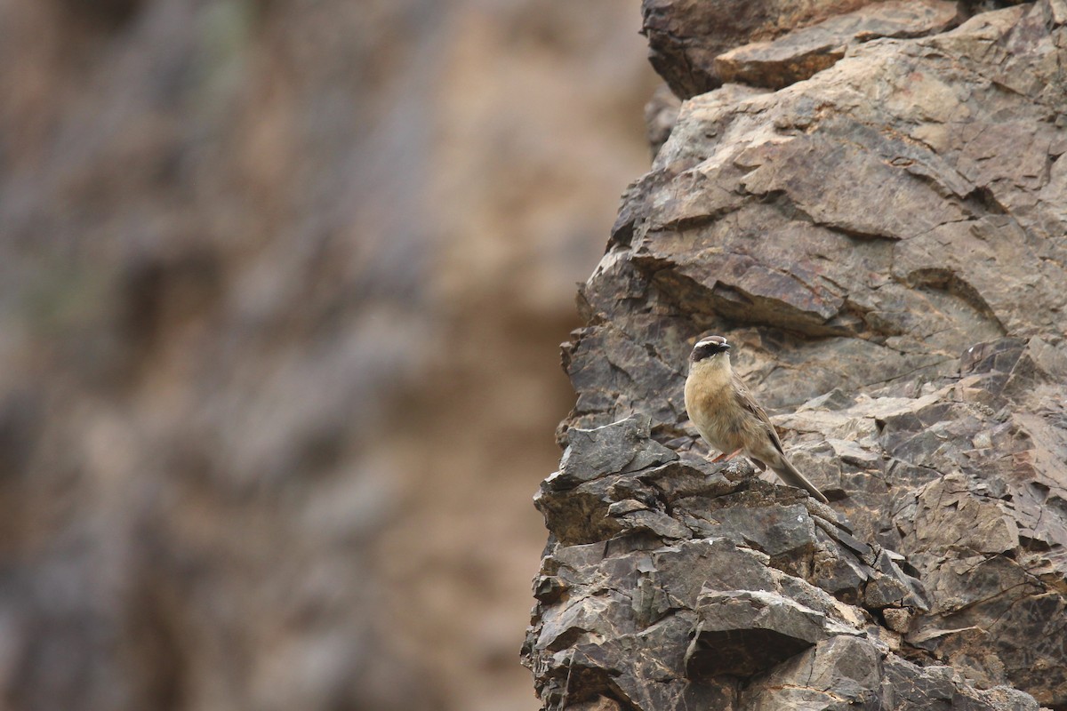 Brown Accentor - ML642699095