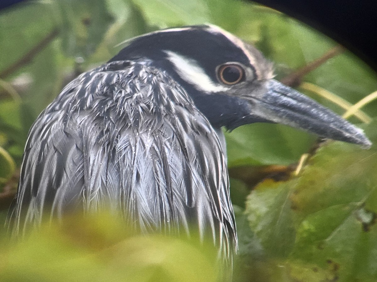 Yellow-crowned Night Heron - ML642699096